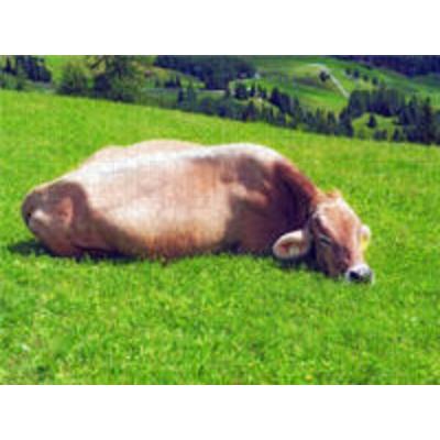 CALVENDO Puzzle Allgäuer Kuh beim chillen | 1000 Teile Lege-Größe 64x48cm Foto-Puzzle für glückliche Stunden