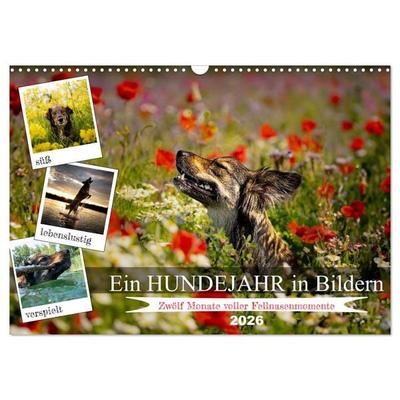 Ein Hundejahr in Bildern (Wandkalender 2026 DIN A3 quer), CALVENDO Monatskalender
