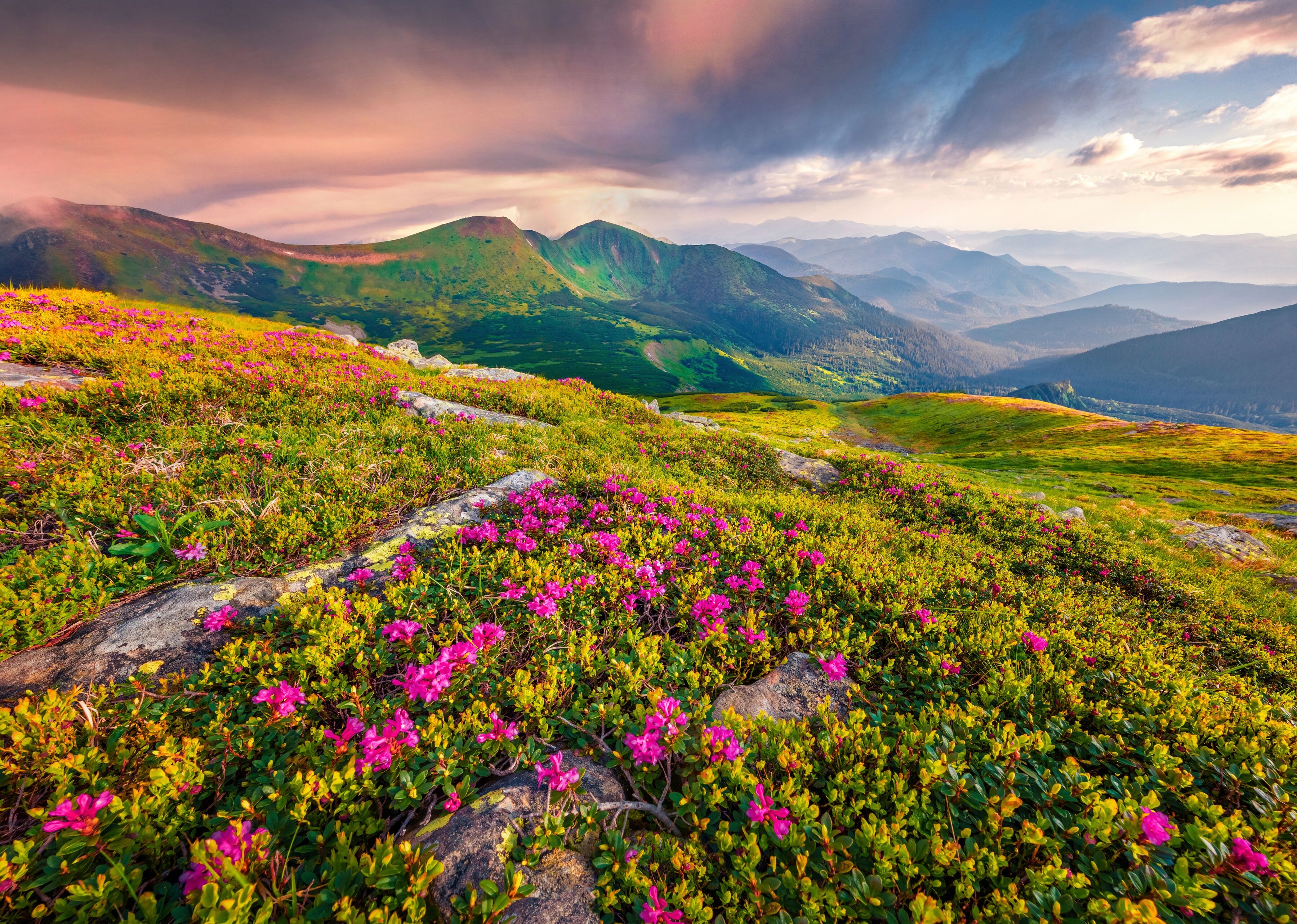 Fototapete PAPERMOON "BLUMEN-NATUR LANDSCHAFT BERGE GEBIRGE ALPEN LAVENDEL", bunt, B:3m L:2,23m, Vlies, Tapeten, Fototapete bunt B/L: 3m x 2,23m, Bahnen: 6 Stk.