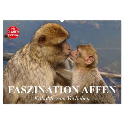 Faszination Affen. Kobolde zum Verlieben (Wandkalender 2026 DIN A2 quer), CALVENDO Monatskalender