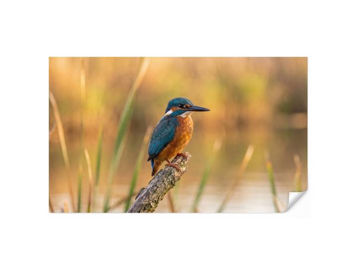 OnlyWow Tapete - Eisvogel - Zweig - Wasser - Bunt - Lebendig - 450x280 cm, Mehrfarbig, Papier, Rechteckig, 450x280 cm, Tapeten & Wandverkleidungen, Vliestapeten