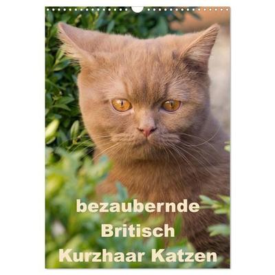 bezaubernde Britisch Kurzhaar Katzen (Wandkalender 2027 DIN A3 hoch), CALVENDO Monatskalender