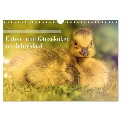 Flauschige Momente! Enten- und Gänseküken im Jahreslauf (Wandkalender 2027 DIN A4 quer), CALVENDO Monatskalender