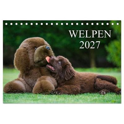 Welpen 2027 (Tischkalender 2027 DIN A5 quer), CALVENDO Monatskalender