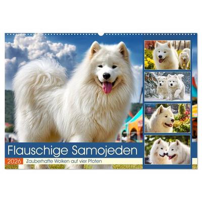Flauschige Samojeden. Zauberhafte Wolken auf vier Pfoten (Wandkalender 2026 DIN A2 quer), CALVENDO Monatskalender