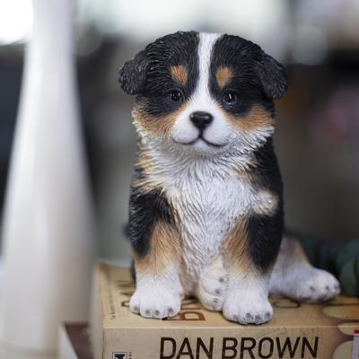 Hi-Line SoReal White & Brown Australian shepherd