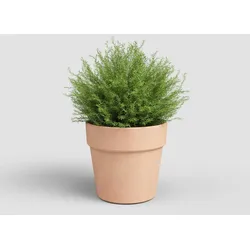 Artevasi, Blumentopf, Amalia Wide Pot