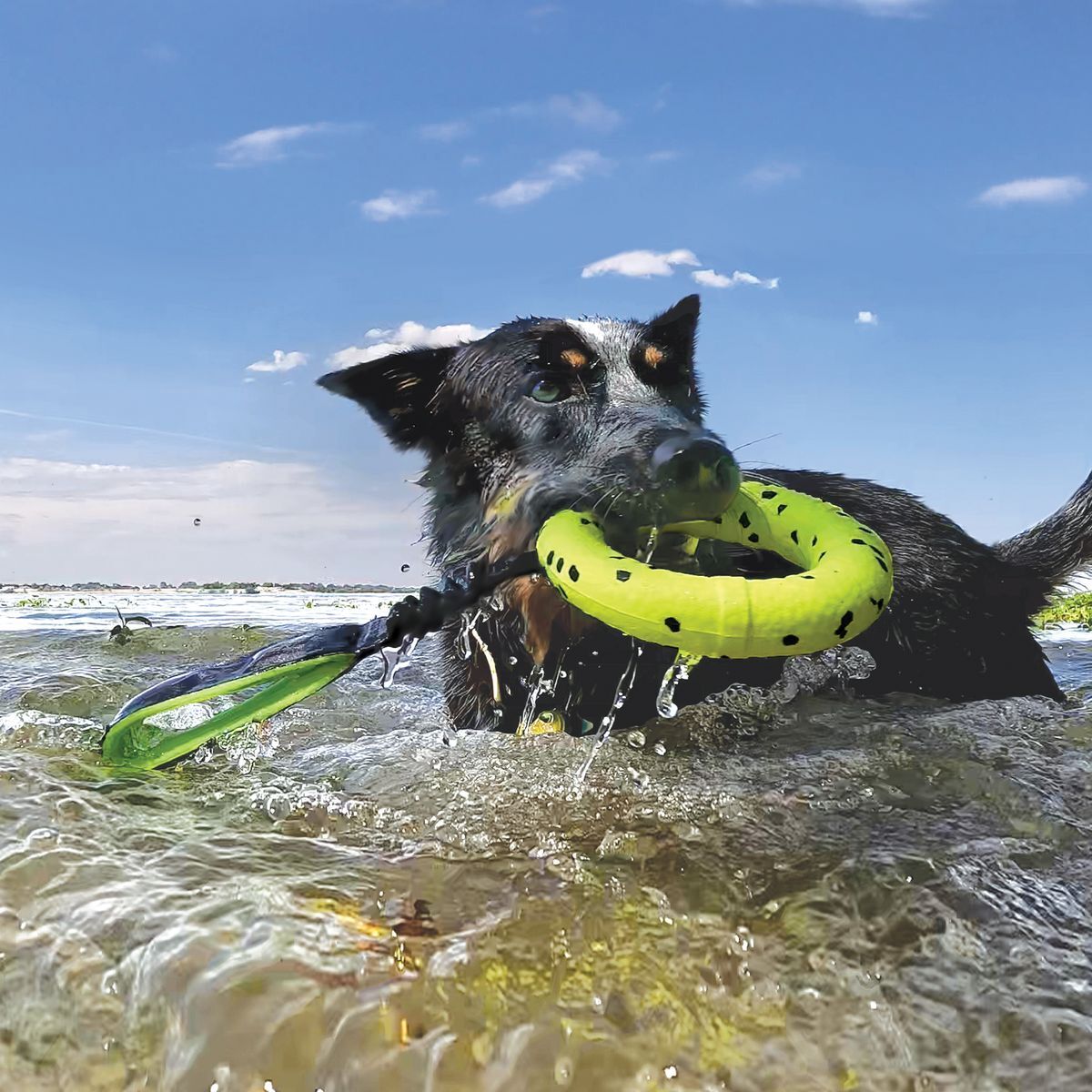KONG Reflex Tug Gioco per Cane 1PZ