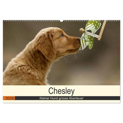 Chesley Kleiner Hund grosse Abenteuer (Wandkalender 2026 DIN A2 quer), CALVENDO Monatskalender