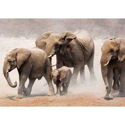 Fototapete PAPERMOON "Elephan Herd", bunt, B:4m L:2,6m, Vlies, Tapeten