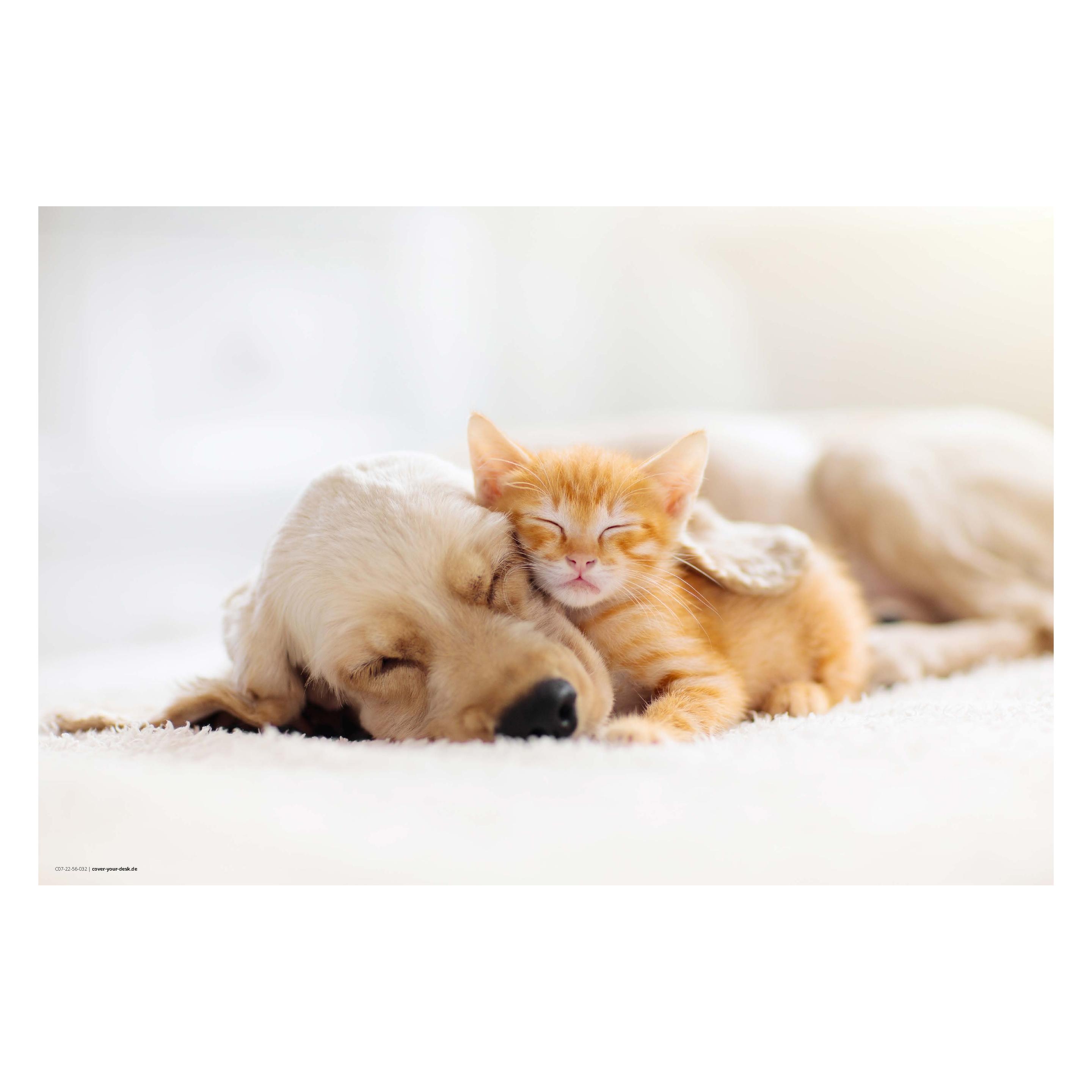 CoverYourDesk Schreibtischunterlage Freundschaft zwischen Katze und Hund (21557512)