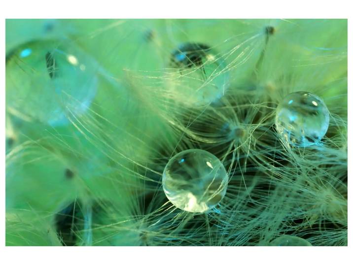 Digitaldruck auf Acrylglas Wasserperlen Auf Zarter Pflanze image LAND / Grösse: 120 x 80 cm