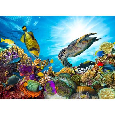 Fototapete PAPERMOON "Coral Reef Fiji", bunt, B:3m L:2,23m, Vlies, Tapeten