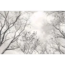 FOTOTAPETE Baumkronen im Himmel in Warmgrau 288/190 cm