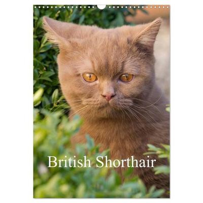 British Shorthair (Wall Calendar 2027 DIN A3 portrait), CALVENDO 12 Month Wall Calendar