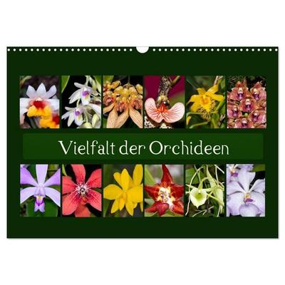 Vielfalt der Orchideen (Wandkalender 2027 DIN A3 quer), CALVENDO Monatskalender