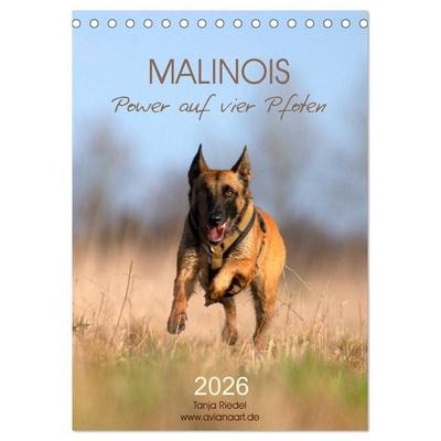 Malinois Power auf vier Pfoten (Tischkalender 2026 DIN A5 hoch), CALVENDO Monatskalender