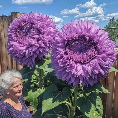 Purple Enchanting Giant Teddy Bear Sunflower Seeds Magical Garden Borders Purple Enchanting Giant Teddy Bear Sunflower Seeds Magical Garden Borders