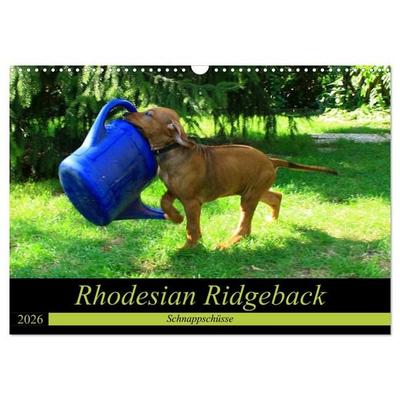 Rhodesian Ridgeback - Schnappschüsse - (Wandkalender 2026 DIN A3 quer), CALVENDO Monatskalender