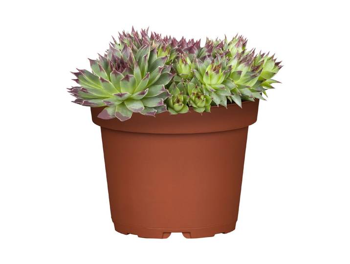 Hauswurz (Sempervivum, grün-rot), Topfgrösse Ø9cm