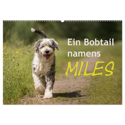 Ein Bobtail namens Miles (Wandkalender 2027 DIN A2 quer), CALVENDO Monatskalender