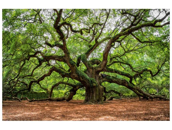Alubild Verzweigter Baum image LAND