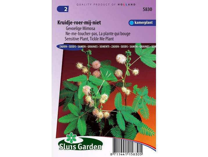 Mimosa Pudica zaden Kruidje-Roer-Me-Niet