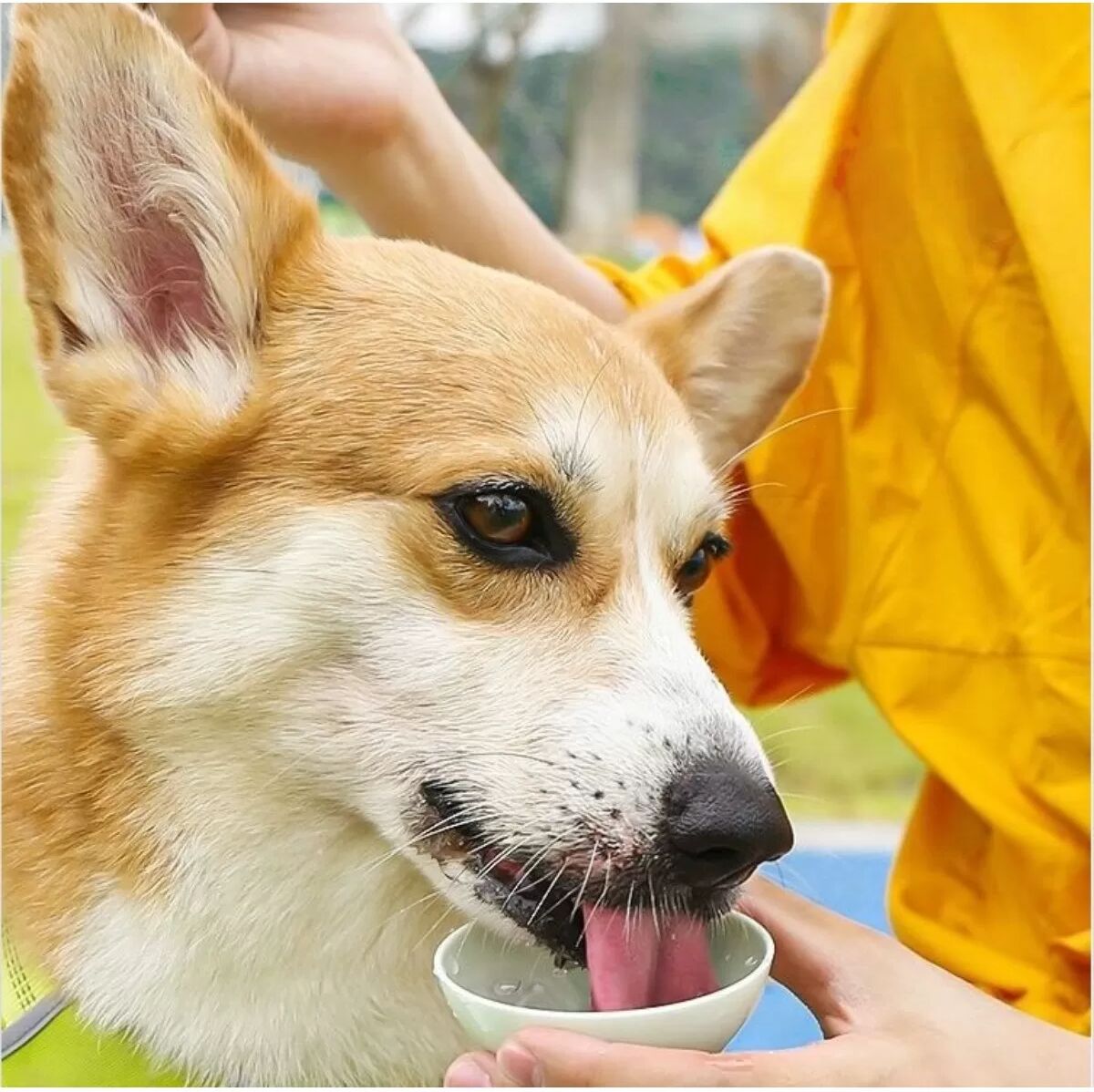 INF 200 ml tragbare Silikon-Trinkflasche für Haustiere – Auslaufsicher, abnehmbarer Reisebecher für Katzen und Hunde Grau