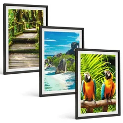 BILDER SET 3er Set - 40x60 cm Schwarzer Rahmen - Tropischer Wald Papageienwasserfall