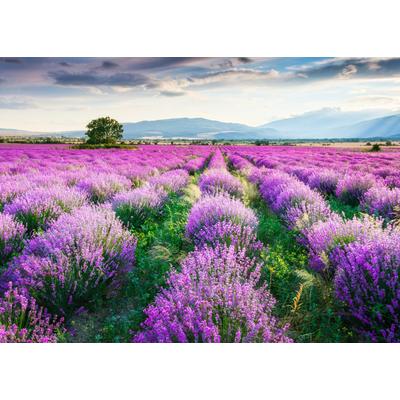 Fototapete PAPERMOON "Lavende Garden", bunt, B:4m L:2,6m, Vlies, Tapeten