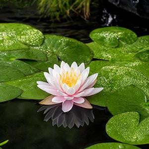 Moerings Nymphaea Ray Davies Waterlelie in 11 cm pot