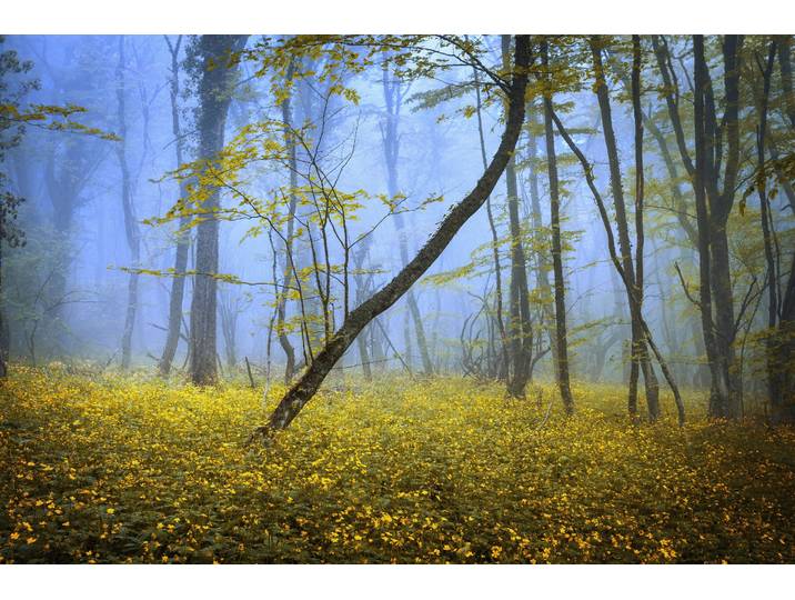Fototapete PAPERMOON WALD-HERBST NATUR LANDSCHAFT BÄUME NEBEL BAUM BLUMEN , bunt, B:5m L:2,8m, Vlies, Tapeten, Fototapete