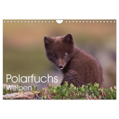 Polarfuchs-Welpen (Wandkalender 2026 DIN A4 quer), CALVENDO Monatskalender