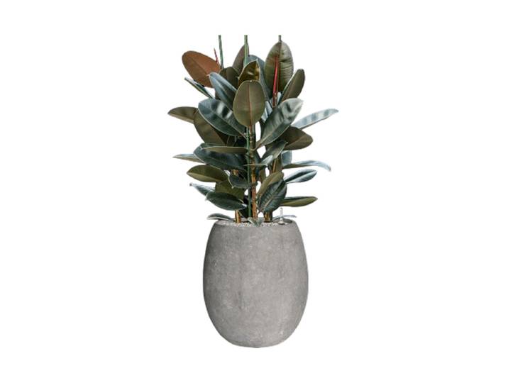 Pflanzen Arrangement „Ficus elastica 'Abidjan' in Polystone Coated Plain“ Baq Design