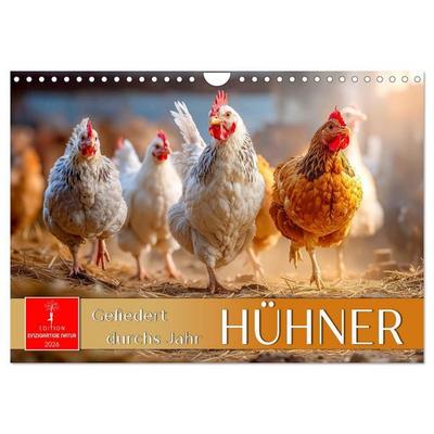Hühner - gefiedert durchs Jahr (Wandkalender 2026 DIN A4 quer), CALVENDO Monatskalender