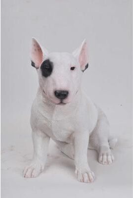 Hi-Line Gift Ltd. Bull Terrier Statue