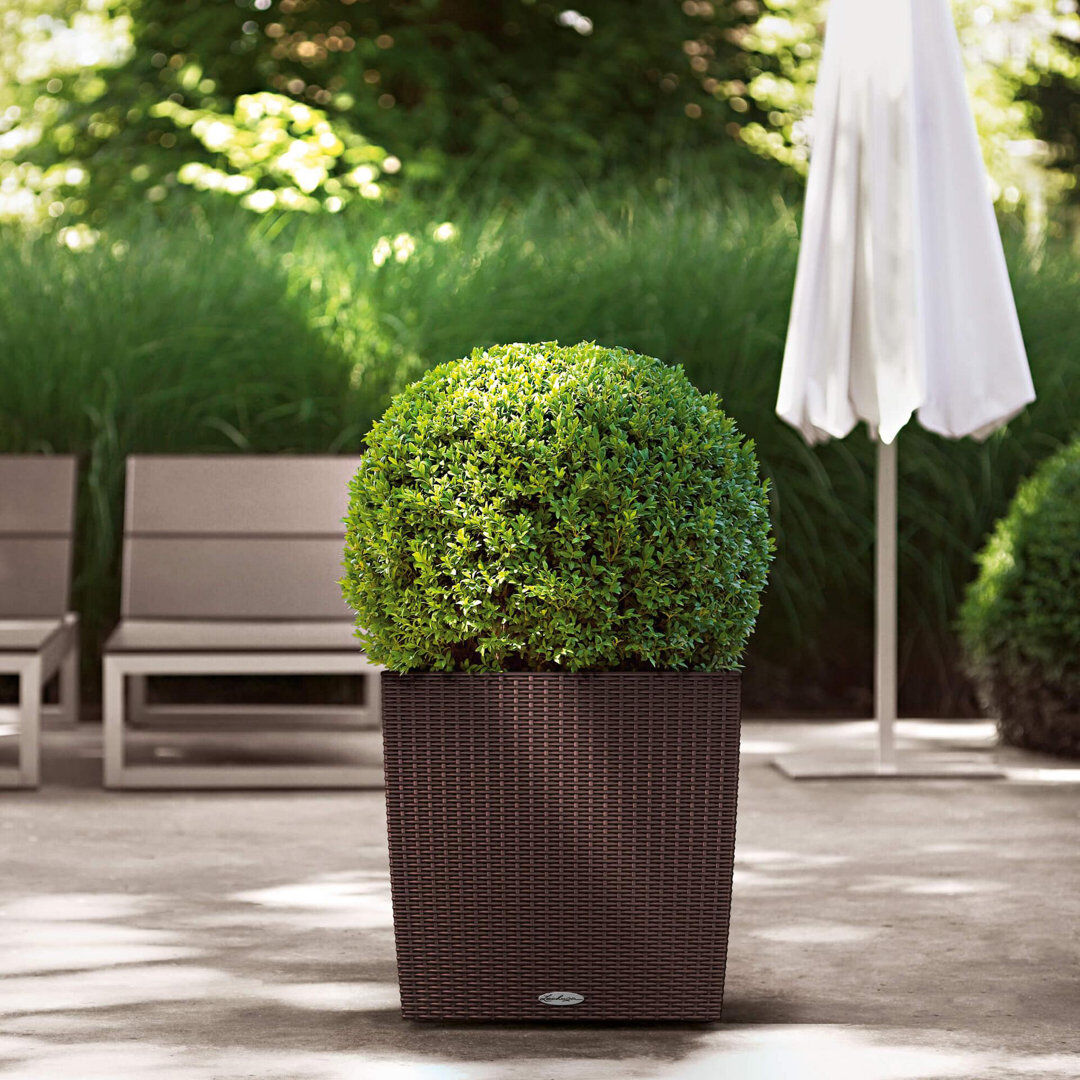 Ebern Designs Moneak Planter Box Mocha 40cm H x 40cm W x 40cm D