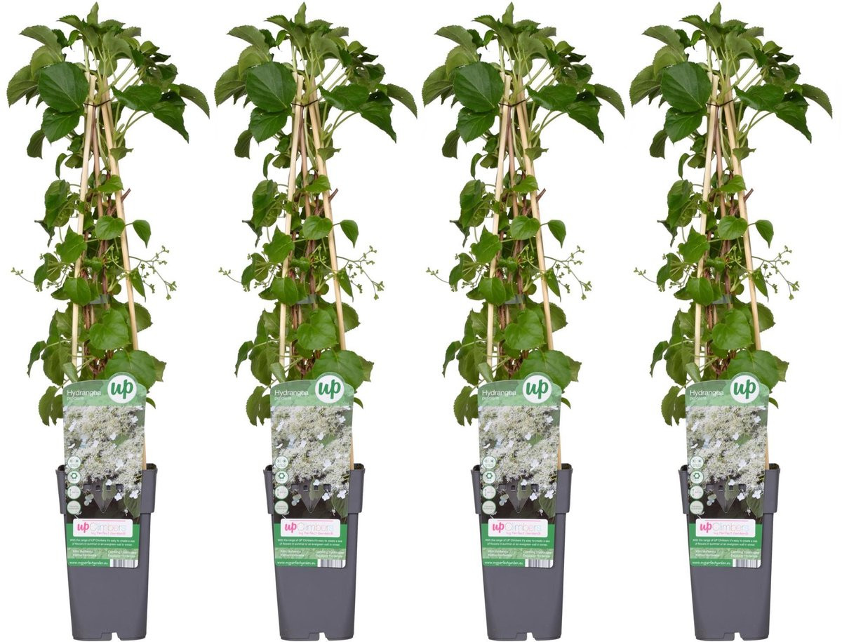 Set van 4 Hydrangea petiolaris klimplanten, Hoogte: 65 cm, Diameter: 15 cm