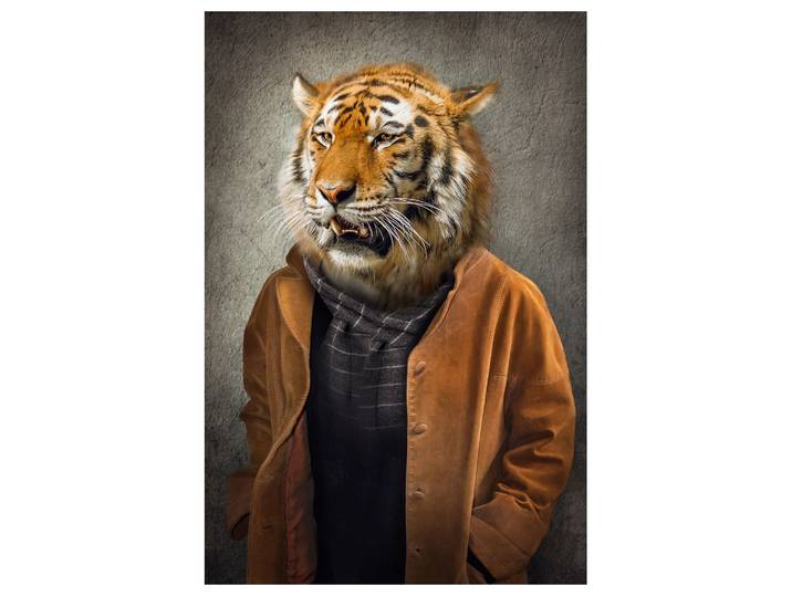 Alubild Tiger im Mantel image LAND