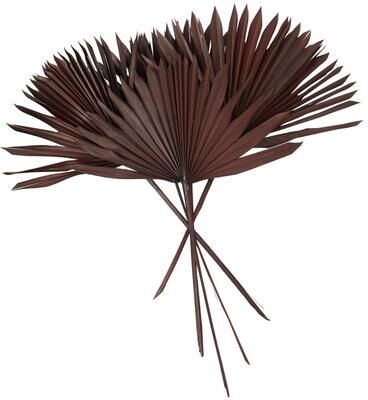 ARCILLA ELEMENTAL White or Dark Brown Dried Plant Handmade Large Sun Spear Palm Leaf Natural Foliage