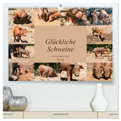 Glückliche Schweine Berkshire-Iberico Ferkel (hochwertiger Premium Wandkalender 2026 DIN A2 quer), Kunstdruck in Hochglanz