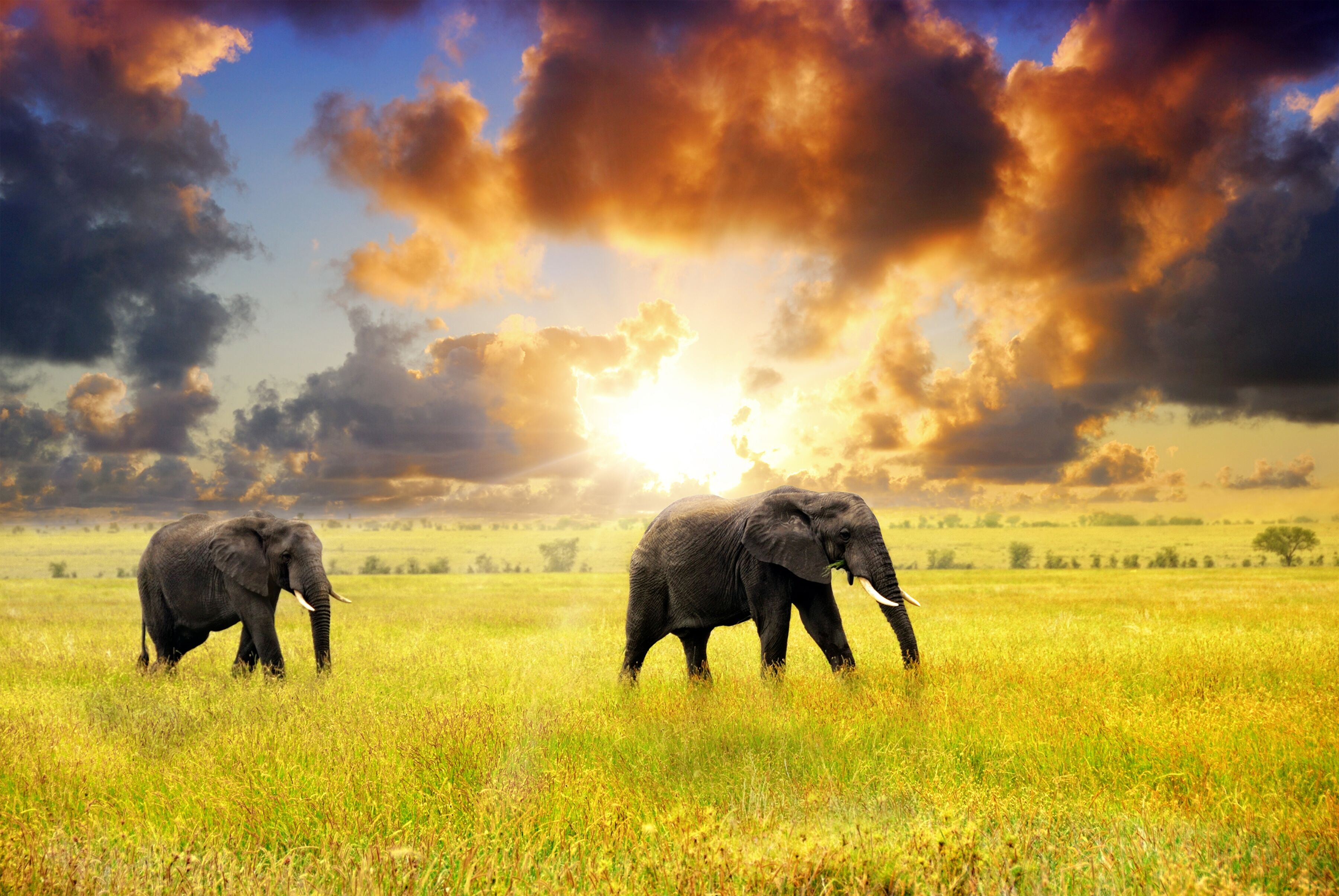 Fototapete PAPERMOON "African Elephants", bunt, B:3m L:2,23m, Vlies, Tapeten, Fototapete bunt B/L: 3m x 2,23m, Bahnen: 6 Stk.