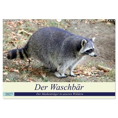 Der Waschbär - Der Maskenträger in unseren Wäldern (Wandkalender 2027 DIN A3 quer), CALVENDO Monatskalender
