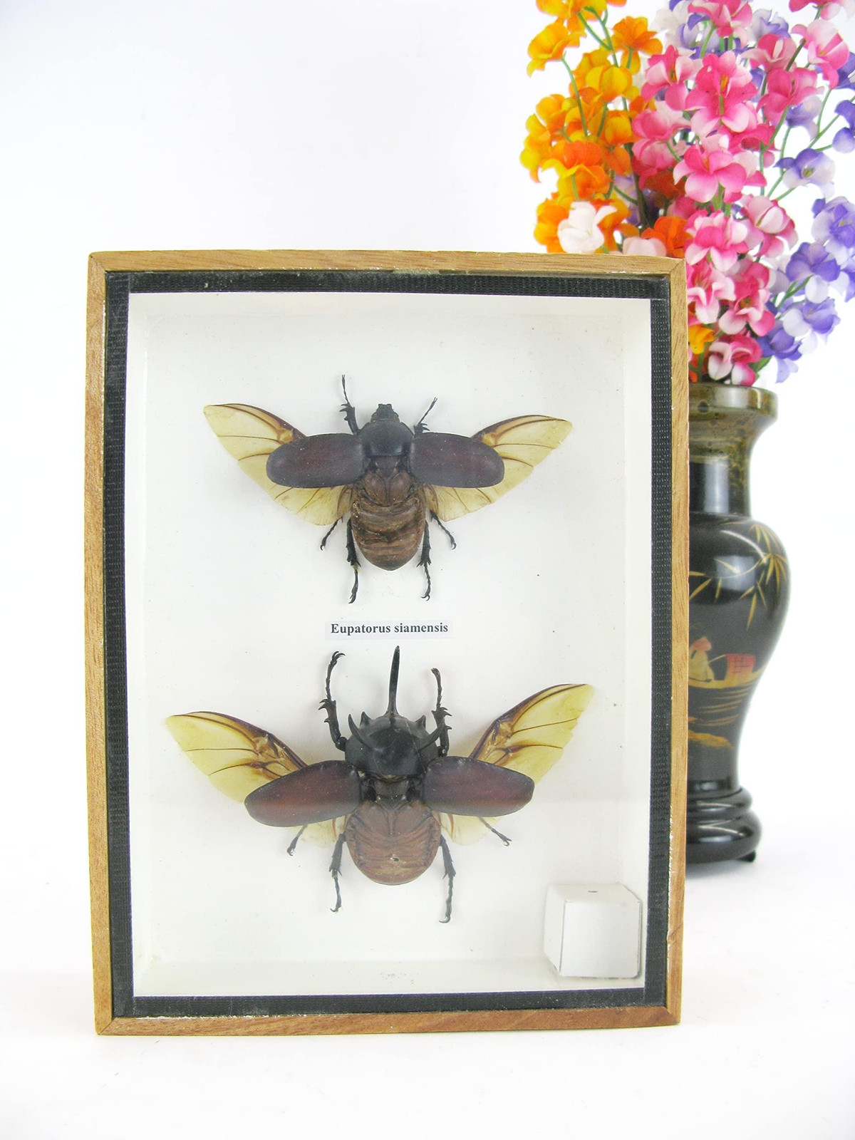 Insecten in 3D Showbox - Taxidermie voor wandmontage