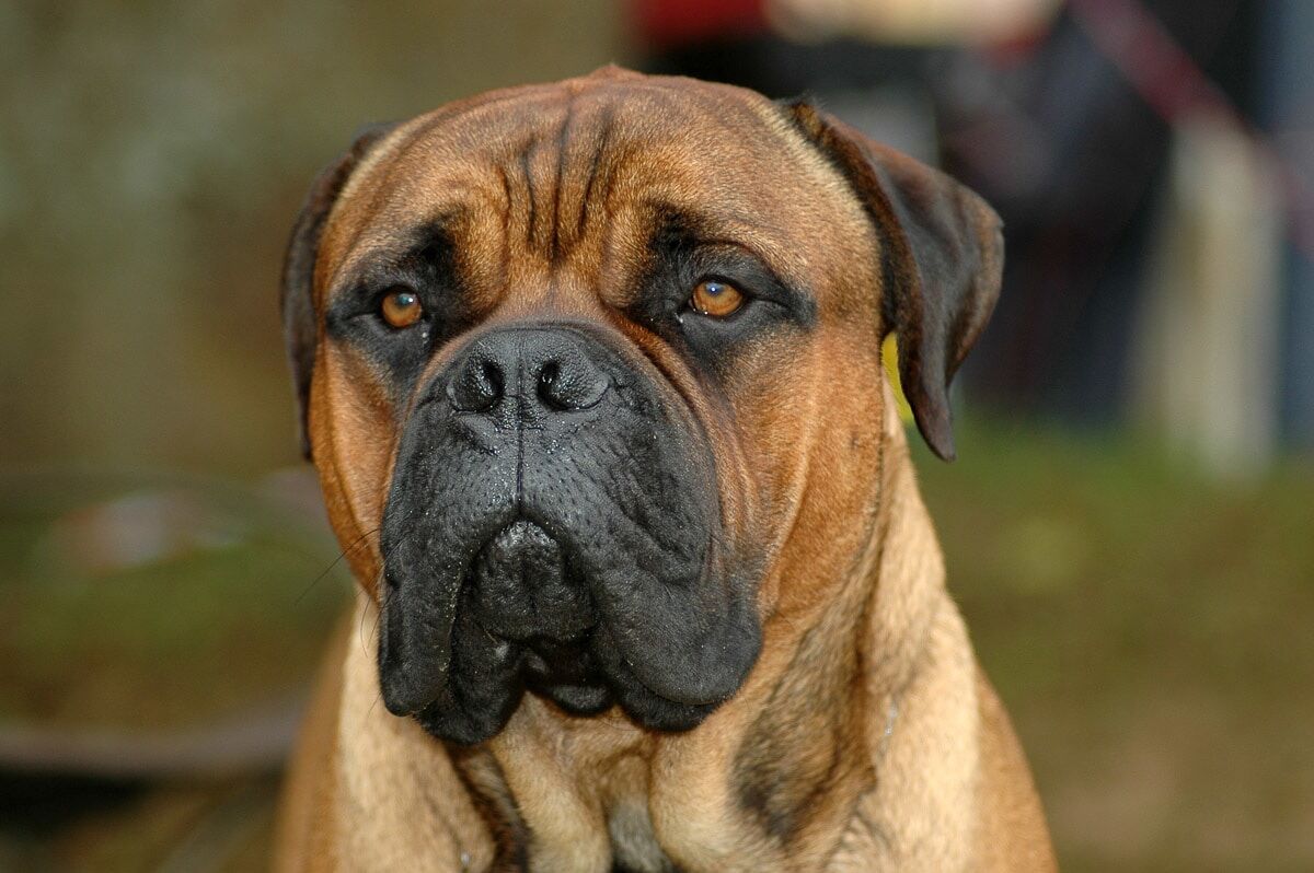 Papermoon "Bullmastiff-Porträt" bunt B/L: 2m x 1,5m, Rollen: 1