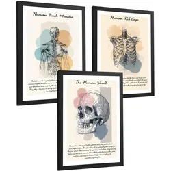POSTER Set aus 3 Anatomie Mensch Lernposter Drucke und Wandbilder mit Muskeln Rücken Brustkorb Schädel Wanddekoration Größe Schwarzer Rahmen A4
