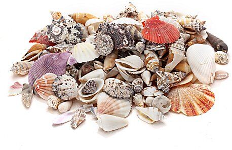 Echte Muschelschalen, 1–6 cm, 1 kg