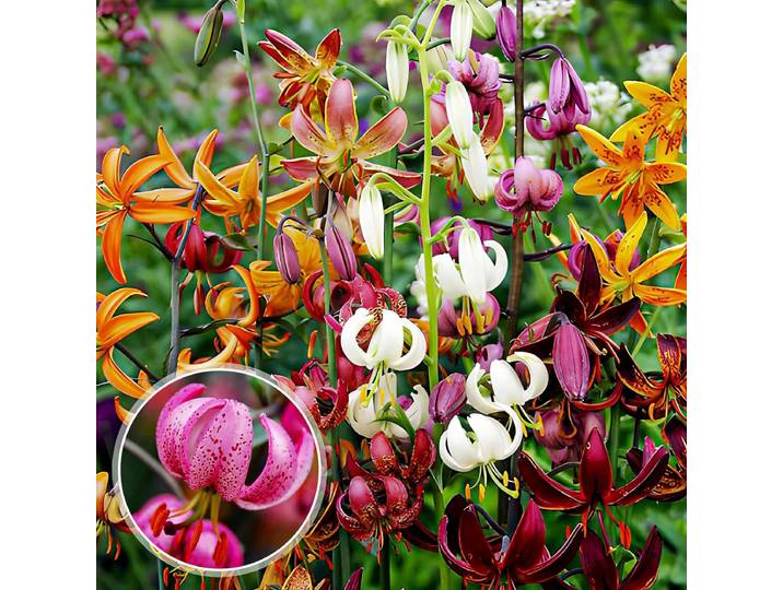 Lelie Bloembollen Winterhard - Lilium Martagon - 10 stuks - Meerkleurig - Bloem bollen Mix Meerjarig - Leliebollen