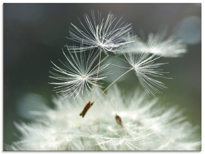 Glasbild ARTLAND Pusteblume Facility , weiss (farbe bild(er): weiß), B:60cm H:45cm, Bilder, Glasbild, in verschiedenen Grössen