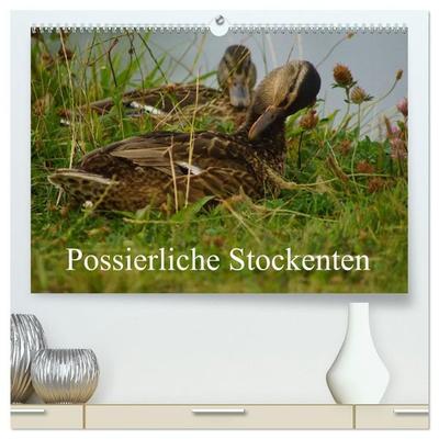 Possierliche Stockenten (hochwertiger Premium Wandkalender 2027 DIN A2 quer), Kunstdruck in Hochglanz